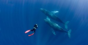 Ocean Film Festival Australia V1